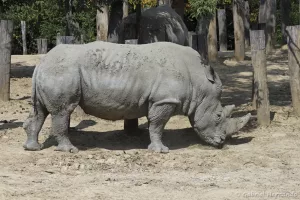 Rhinocéros blanc - Ceratotherium simum (Zoo de Paris, août 2021)
