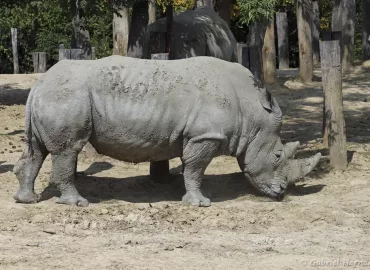 Rhinocéros blanc - Ceratotherium simum (Zoo de Paris, août 2021)