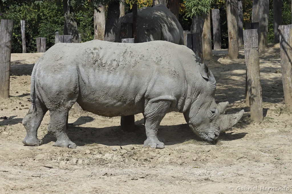 Ceratotherium simum - Rhinocéros blanc (Zoo de Paris, août 2021)