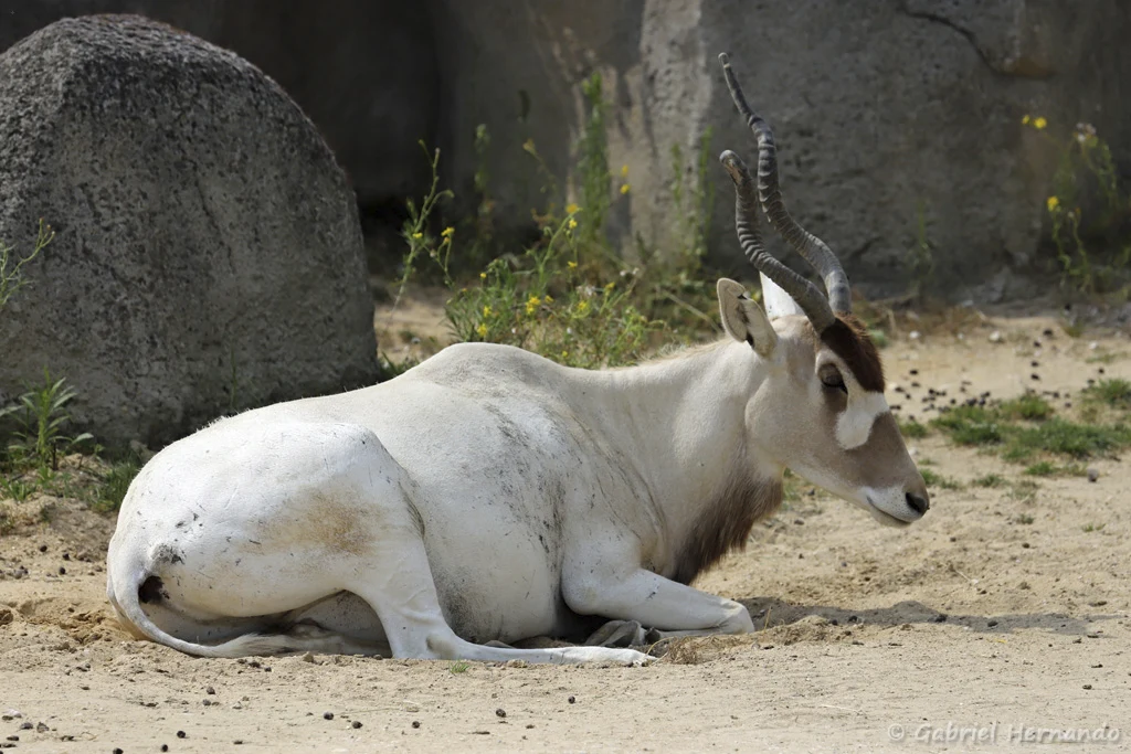 Addax nasomaculatus - Addax ou antilope à nez tacheté (Zoo de Paris, août 2021)