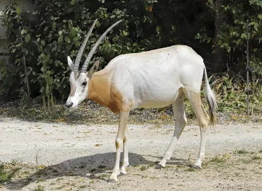 Oryx algazelle - Oryx dammah (Zoo de Paris, août 2021)