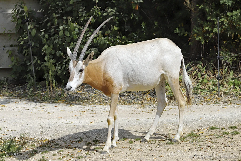Oryx dammah - Oryx algazelle (Zoo de Paris, août 2021)