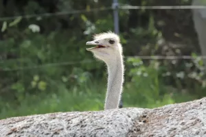 Struthio camelus - Autruche (Zoo de Paris, août 2021)