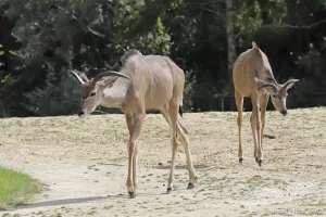 Grand koudou - Tragelaphus strepsiceros (Zoo de Paris, août 2021)