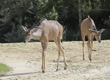 Grand koudou - Tragelaphus strepsiceros (Zoo de Paris, août 2021)