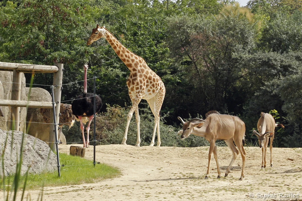 La plaine africaine, où cohabitent différentes espèces, comme la girafe, l'autruche et le grand koudou (Zoo de Paris, août 2021)