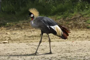 Grue royale - Balearica regulorum (Zoo de Paris, août 2021)
