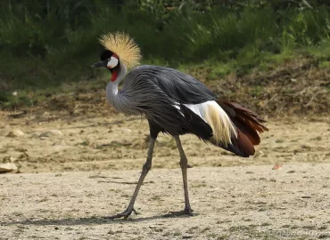 Grue royale - Balearica regulorum (Zoo de Paris, août 2021)