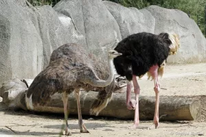 Struthio camelus - Autruche (Zoo de Paris, août 2021)