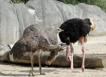Struthio camelus - Autruche (Zoo de Paris, août 2021)