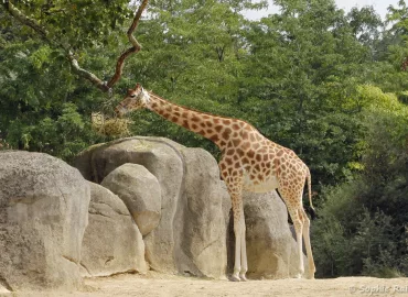 Giraffa camelopardalis - Girafe d'Afrique de l'Ouest (Zoo de Paris, août 2021)