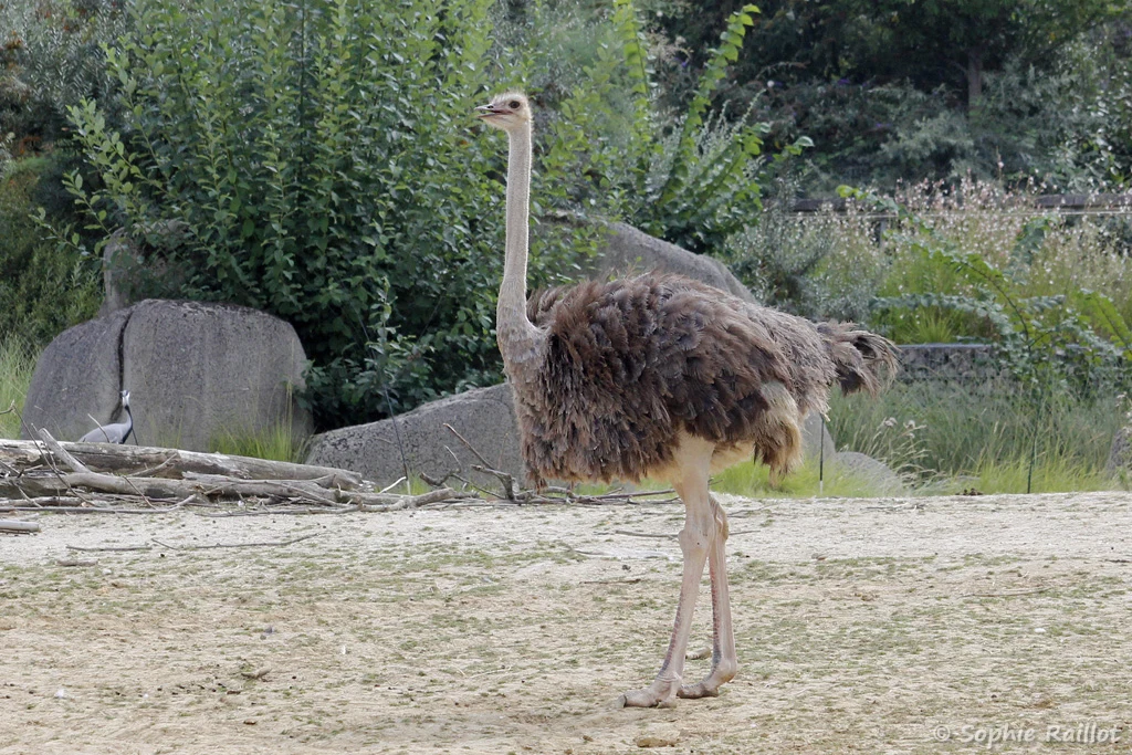 Struthio camelus - Autruche (Zoo de Paris, août 2021)