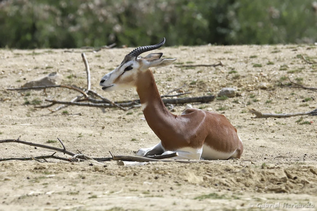 Nanger dama mhorr - Gazelle de Mhorr, une sous-espèce de la Gazelle dama (Zoo de Paris, août 2021)