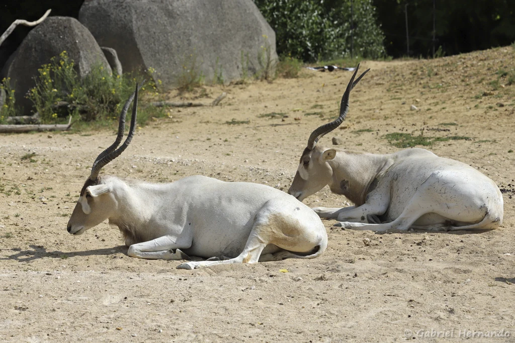 Addax nasomaculatus - Addax ou antilope à nez tacheté (Zoo de Paris, août 2021)