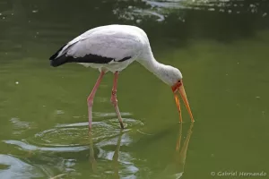 Tantale ibis ou Cigogne à bec jaune - Mycteria ibis (Zoo de Paris, août 2021)