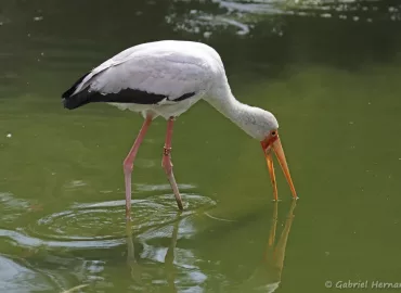 Tantale ibis ou Cigogne à bec jaune - Mycteria ibis (Zoo de Paris, août 2021)