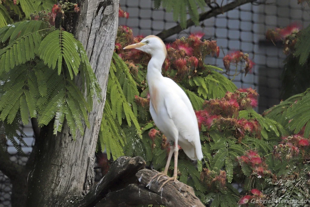 Héron garde-boeufs – Bubulcus ibis (Zoo de Paris, août 2021)