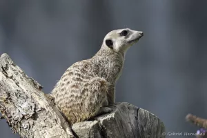 Suricate - Suricata suricatta (Zoo de Paris, août 2021)