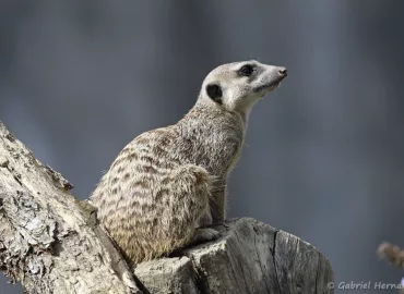 Suricate - Suricata suricatta (Zoo de Paris, août 2021)