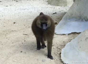 Babouin de Guinée - Papio papio (Zoo de Paris, août 2021)