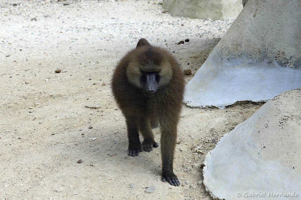 Papio papio - Babouin (Zoo de Paris, août 2021)