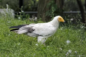 Vautour percnoptère - Neophron percnopterus (Zoo de Paris, août 2021)