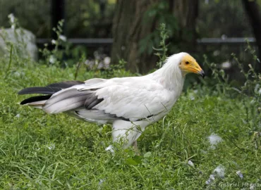Vautour percnoptère - Neophron percnopterus (Zoo de Paris, août 2021)