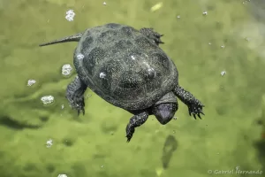 Emis orbicularis orbicularis - Cistude d'Europe (Zoo de Paris, août 2021)