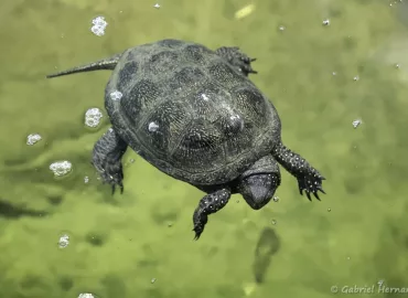 Emis orbicularis orbicularis - Cistude d'Europe (Zoo de Paris, août 2021)