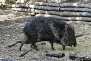 Pécari du Chaco - Catagonus wagneri (Zoo de Paris, août 2021)