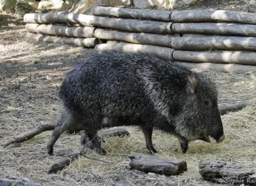 Pécari du Chaco - Catagonus wagneri (Zoo de Paris, août 2021)