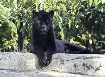 Panthera onca - Jaguar (Zoo de Paris, août 2021)