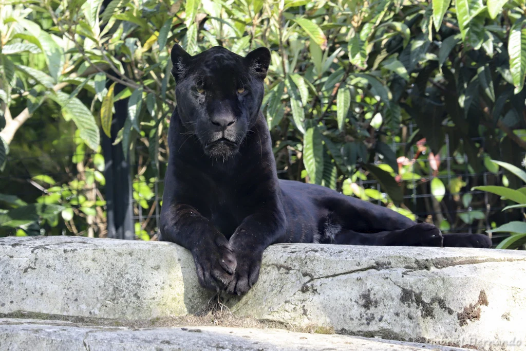 Panthera onca - Jaguar (Zoo de Paris, août 2021)