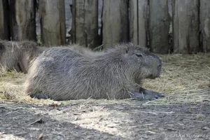 Capybara - Hydrochoerus hydrochaeris (Zoo de Paris, août 2021)
