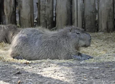 Capybara - Hydrochoerus hydrochaeris (Zoo de Paris, août 2021)