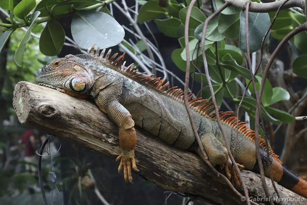 Iguana iguana - Iguane vert (Zoo de Paris, août 2021)
