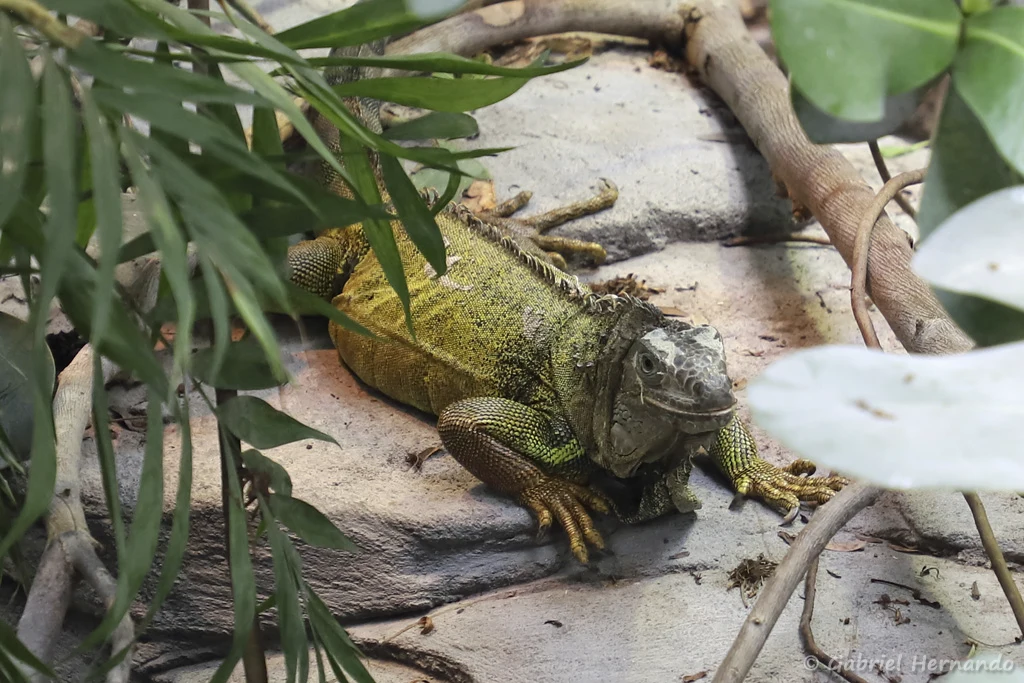 Iguana iguana - Iguane vert (Zoo de Paris, août 2021)