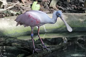 Spatule rose - Platalea ajaja (Zoo de Paris, août 2021)