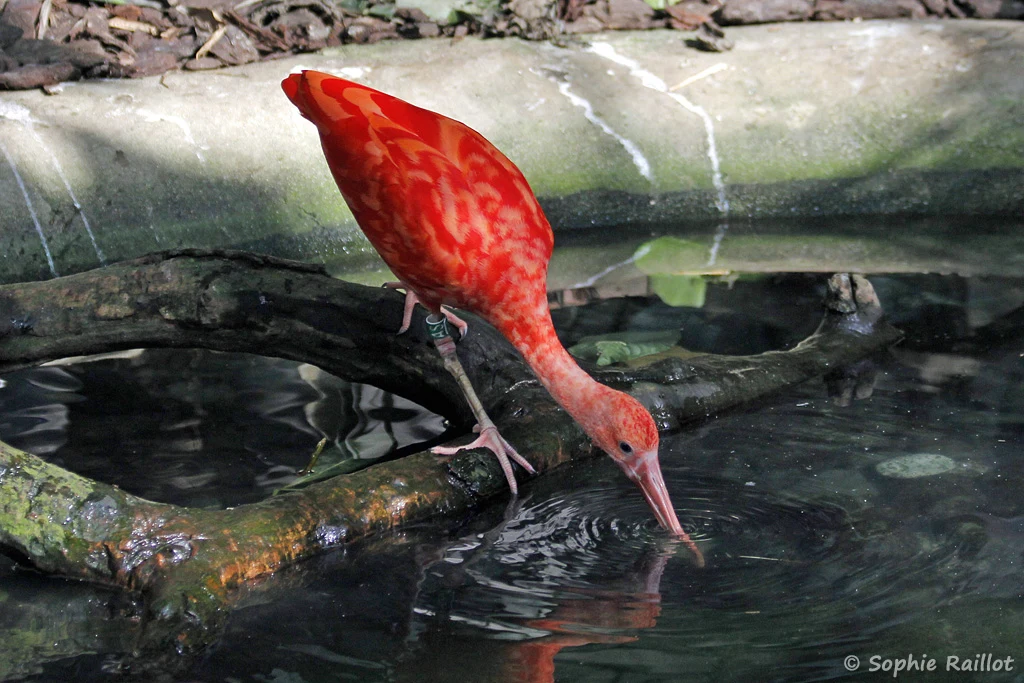 Ibis rouge - Eudocimus ruber (Zoo de Paris, août 2021)