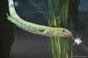 Lézard-caïman - Dracaena guianensis (Zoo de Paris, août 2021)