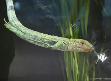Lézard-caïman - Dracaena guianensis (Zoo de Paris, août 2021)