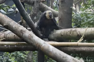 Sakis à face blanche, dans la grande serre tropicale - Pithecia pithecia (Zoo de Paris, août 2021)