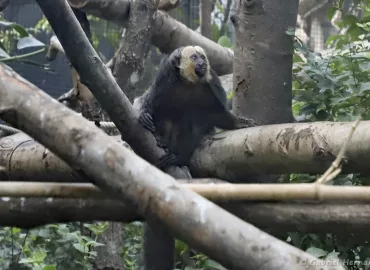 Sakis à face blanche, dans la grande serre tropicale - Pithecia pithecia (Zoo de Paris, août 2021)