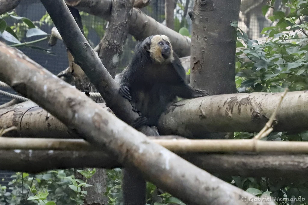Pithecia pithecia - Sakis à face blanche, dans la grande serre tropicale (Zoo de Paris, août 2021)