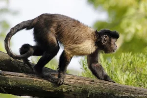 Sapajus apella apella - Capucin (Zoo de Paris, août 2021)