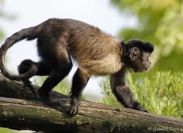 Sapajus apella apella - Capucin (Zoo de Paris, août 2021)