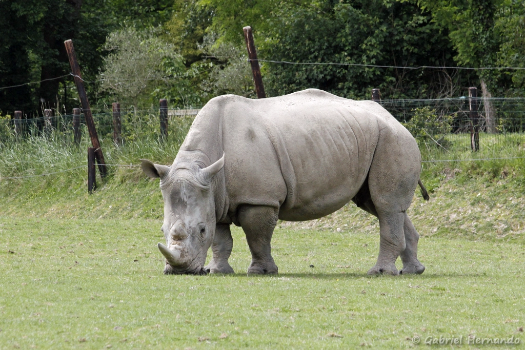 Rhinocéros blanc - Ceratotherium simum (CERZA, Hermival les Vaux, mai 2019)