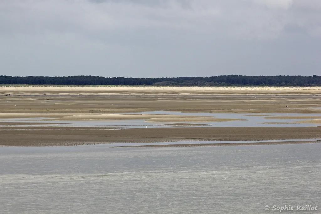 La baie de somme, à marée basse, vers le large (Le Hourdel, Cayeux-Sur-Mer, août 2021)