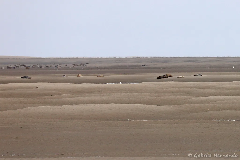 Bancs de sable et phoques en baie de Somme, à marée basse (Le Hourdel Cayeux-Sur-Mer, août 2021)