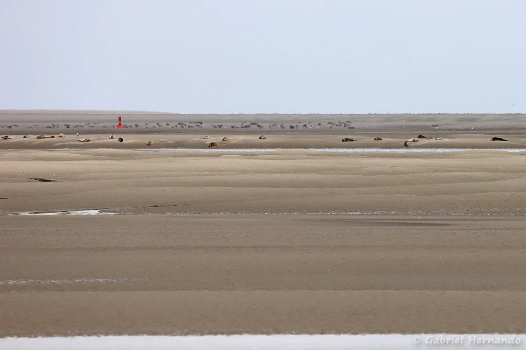 Bancs de sable et phoques en baie de Somme, à marée basse (Le Hourdel Cayeux-Sur-Mer, août 2021)